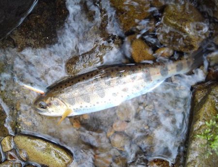 雨の渓流ミノーイング